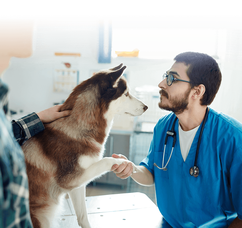 h-for-veterinarians